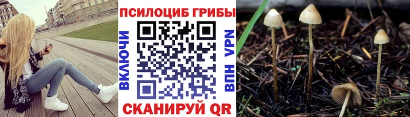 Галлюциногенные грибы Psilocybine cubensis  Печоры 